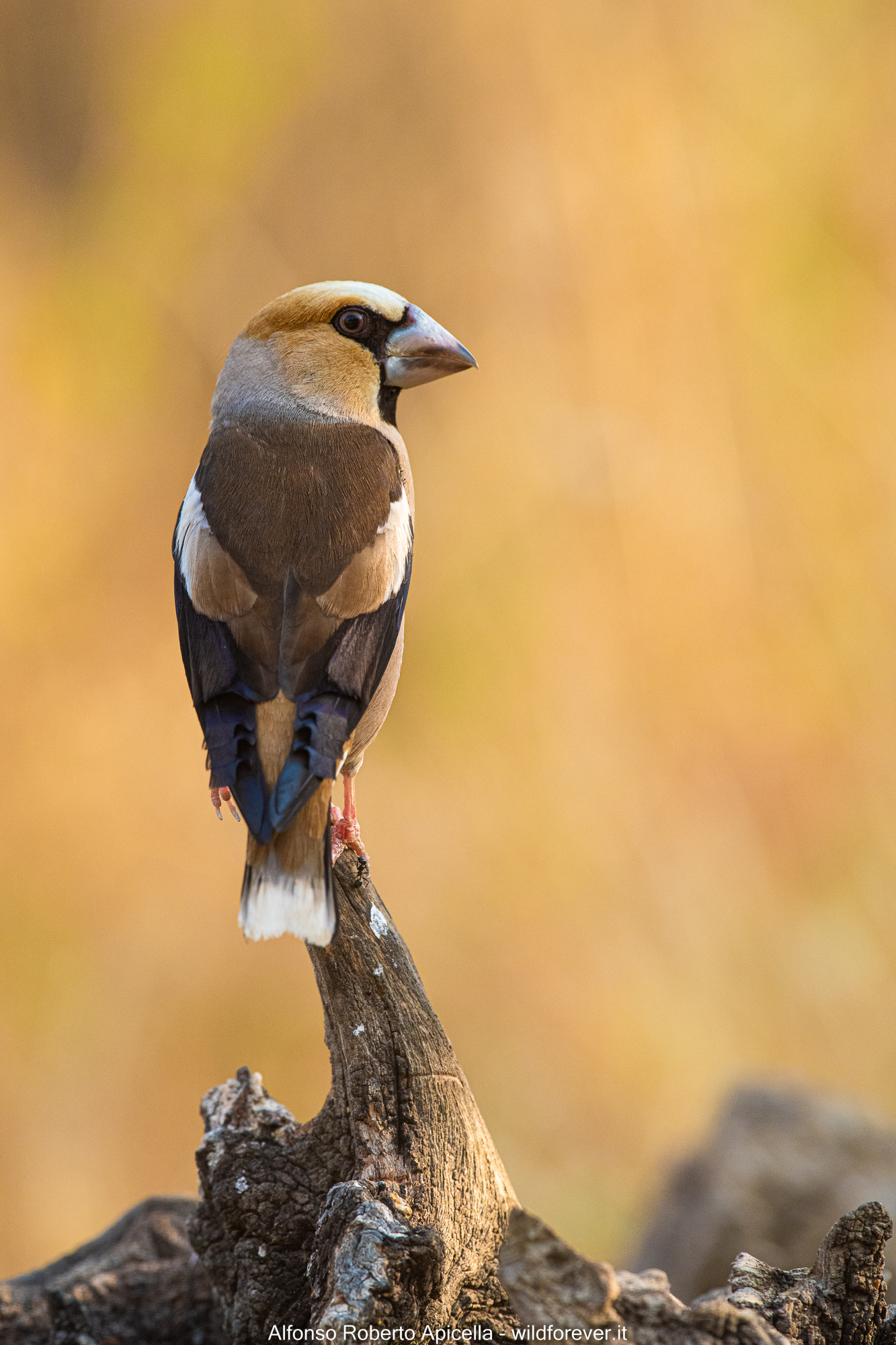 Hawfinch