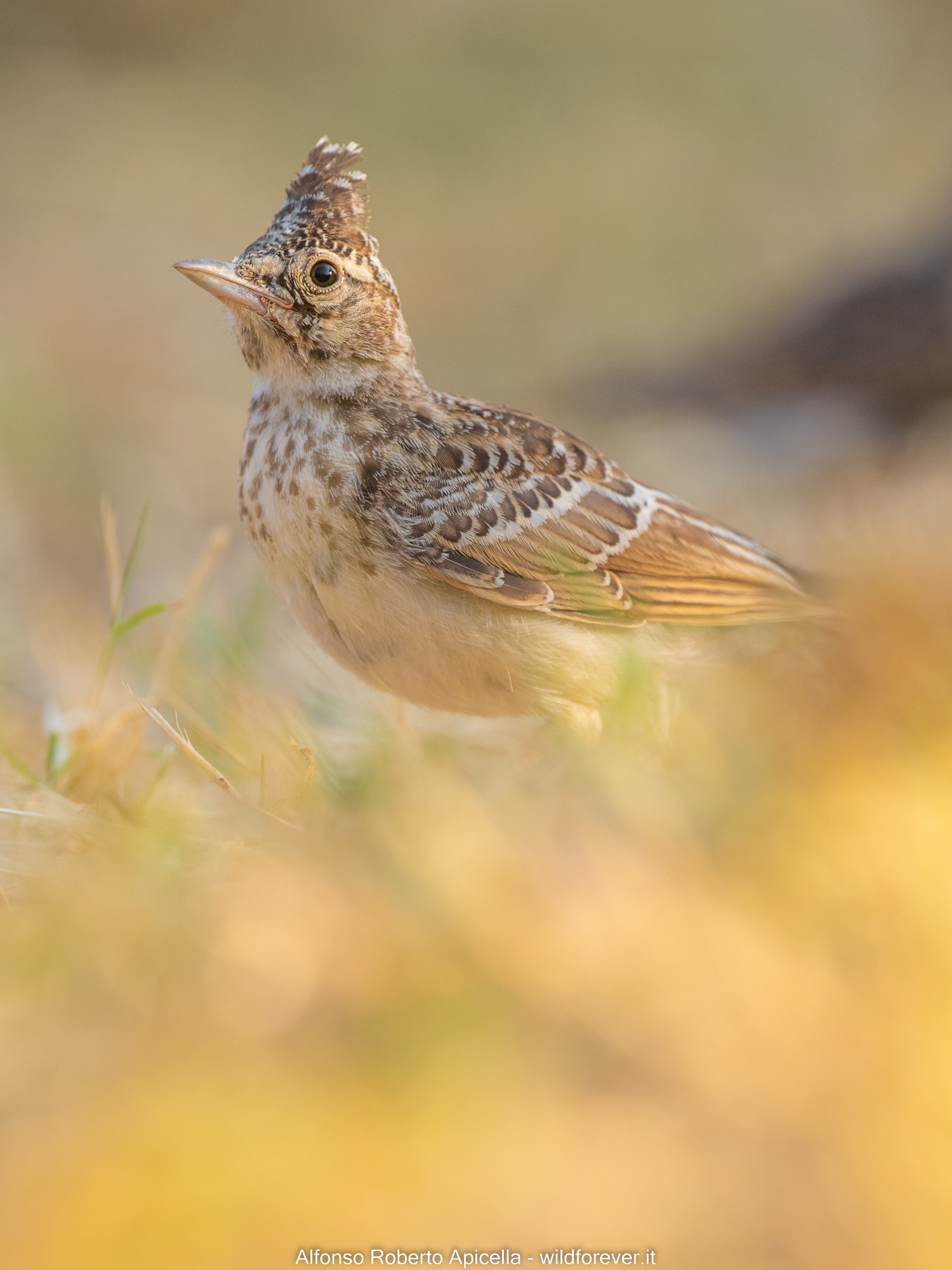 Crested lark