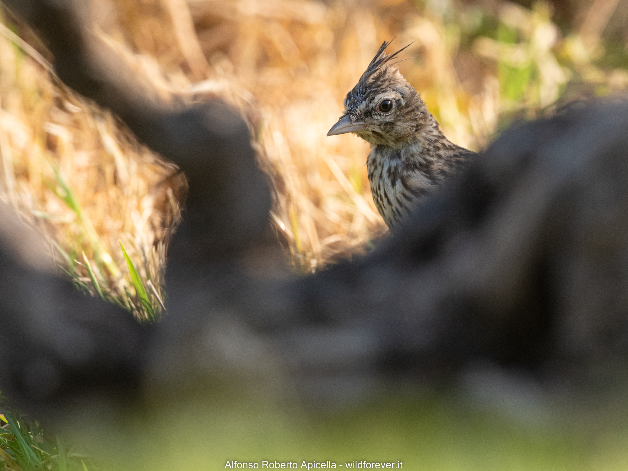 Crested lark
