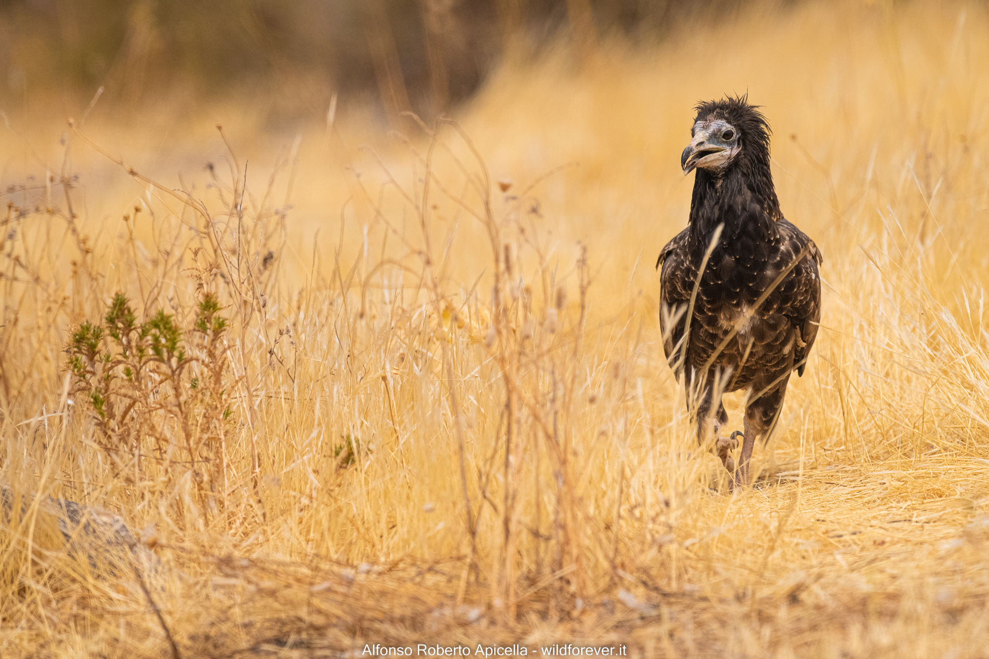 White scavenger vulture
