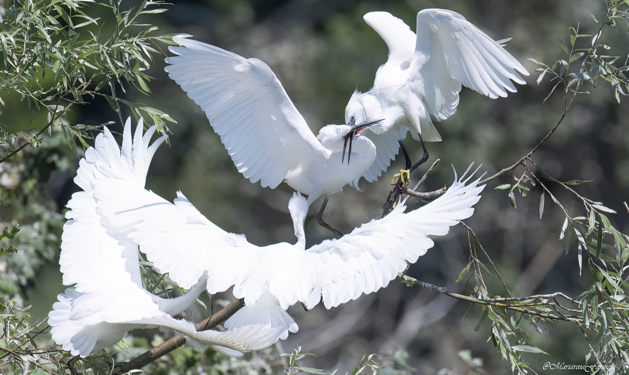 Giovani Garzette Litigiose