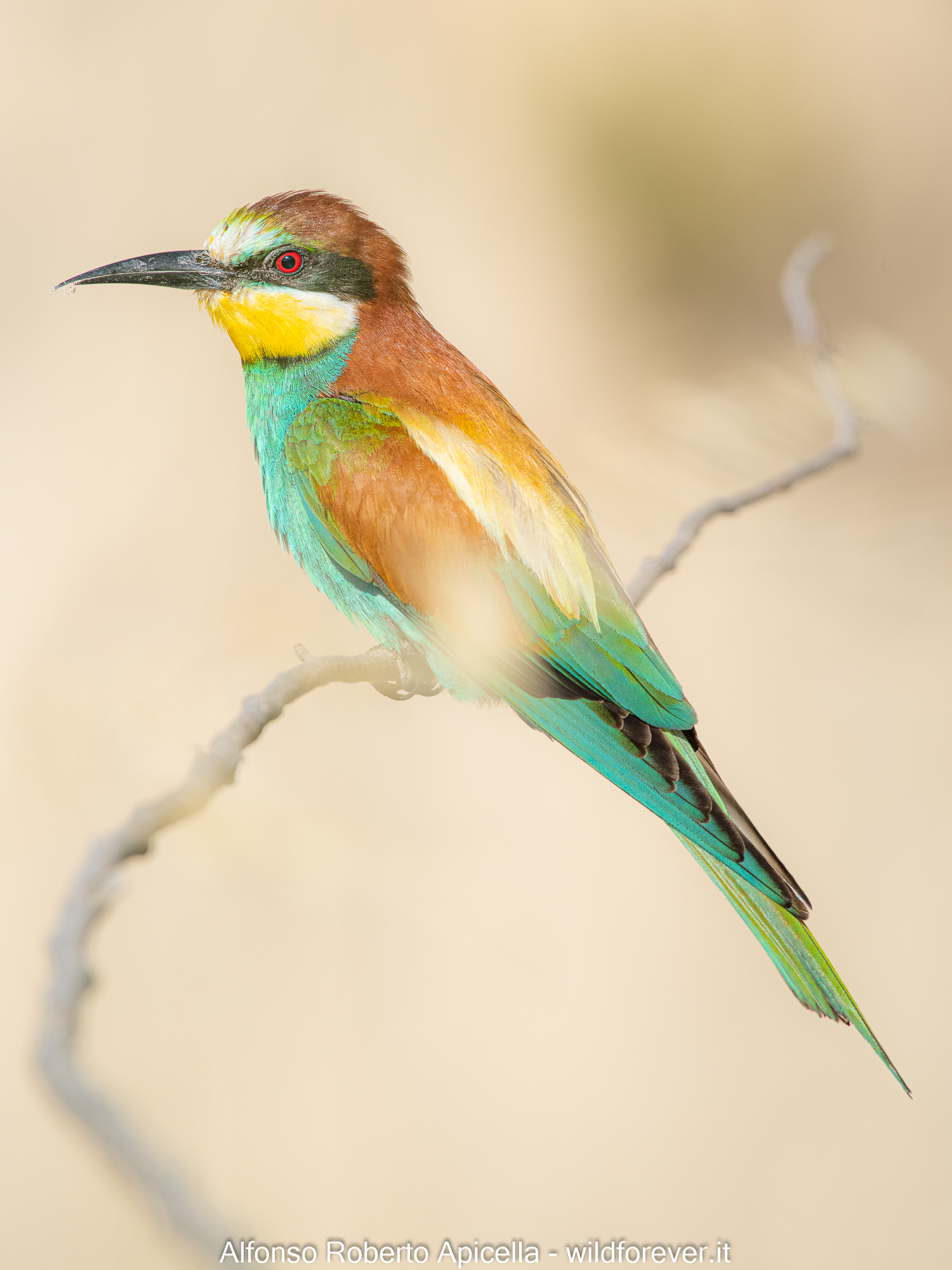 Bee-eater