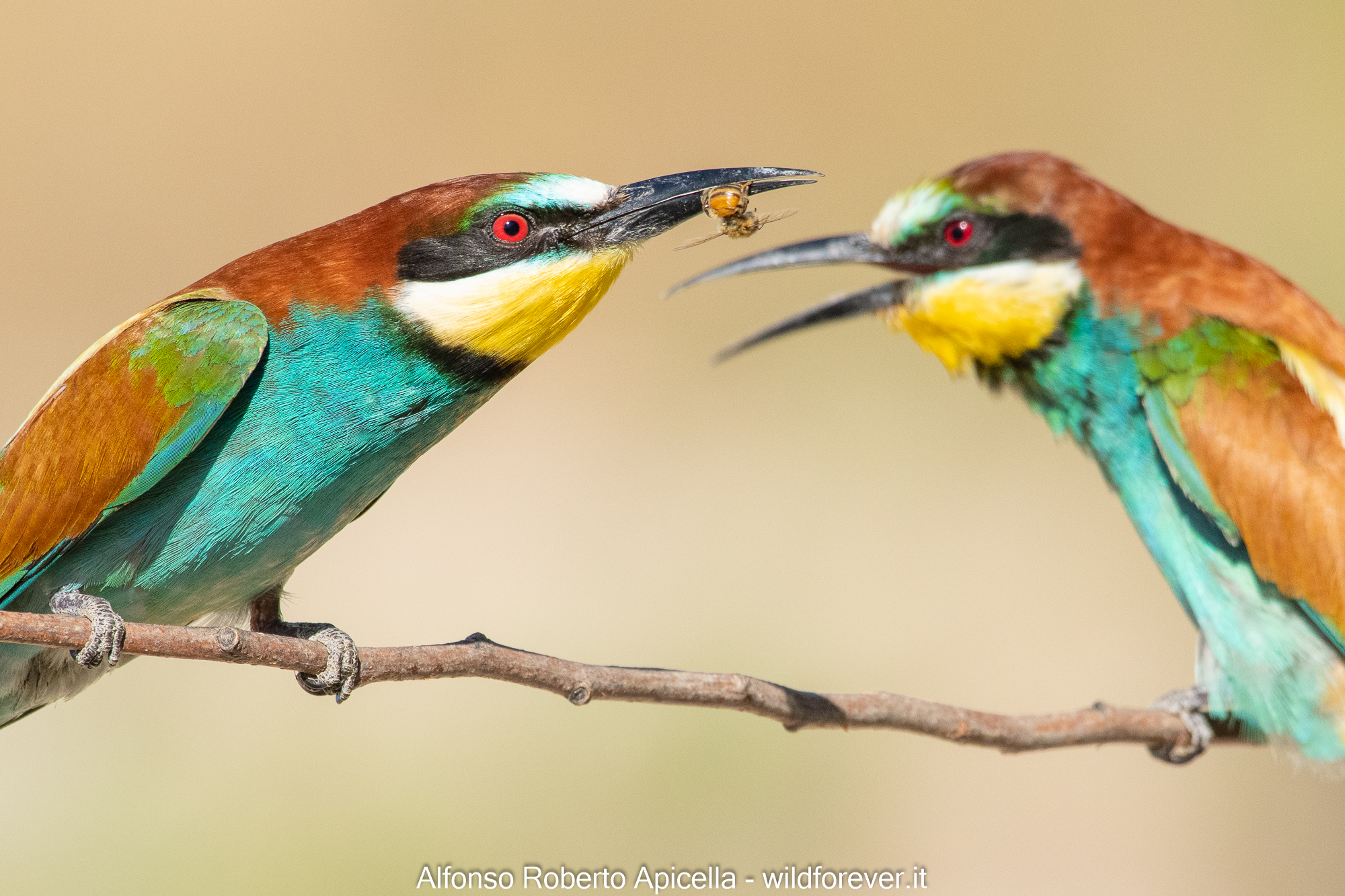 Bee-eaters