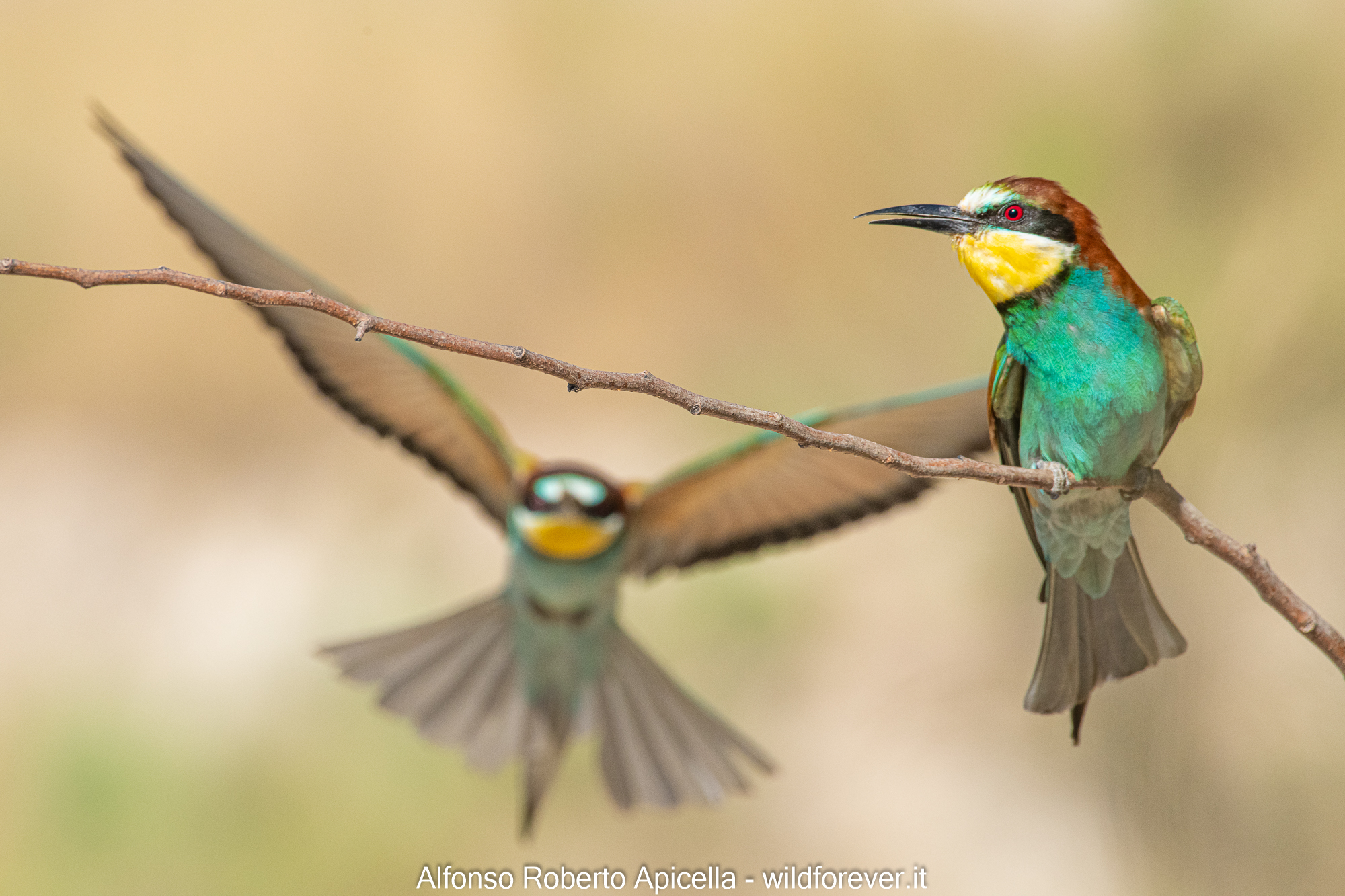 Bee-eaters