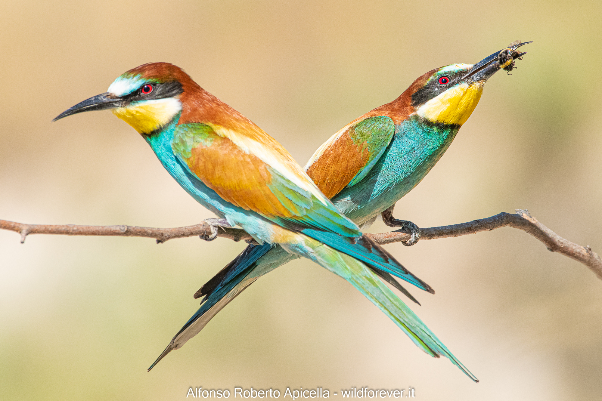 Bee-eaters