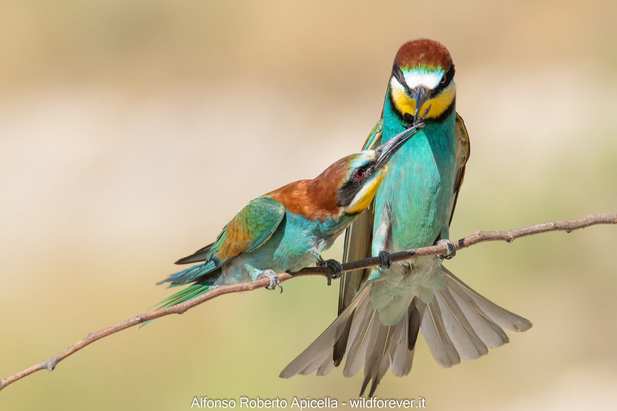 Bee-eaters