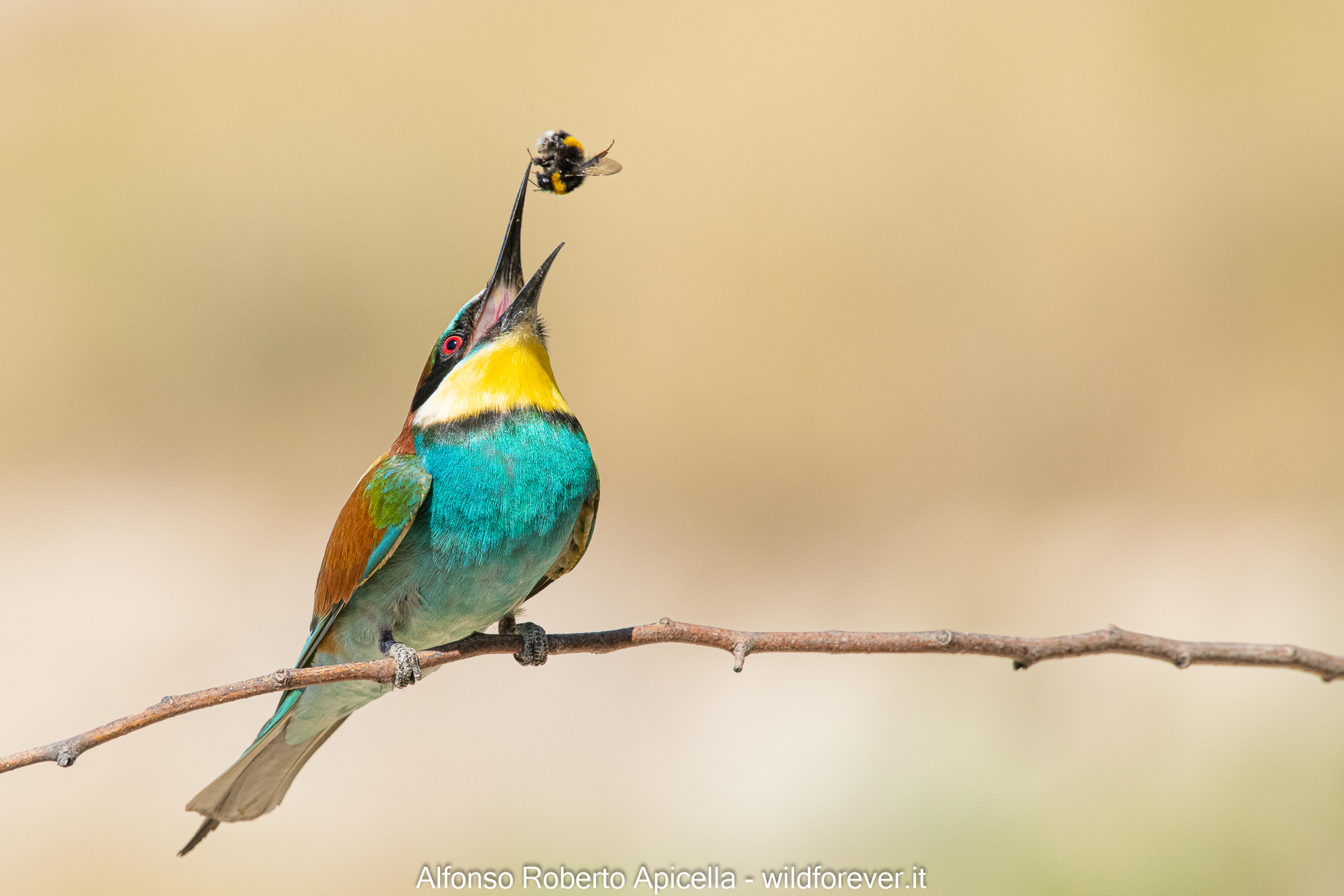Bee-eater