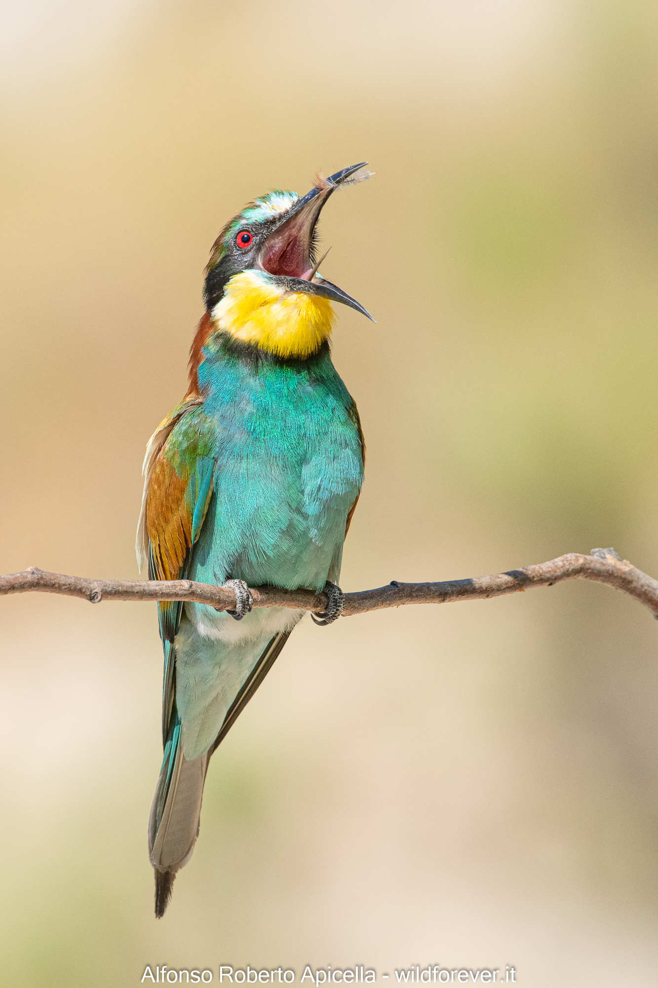 Bee-eater