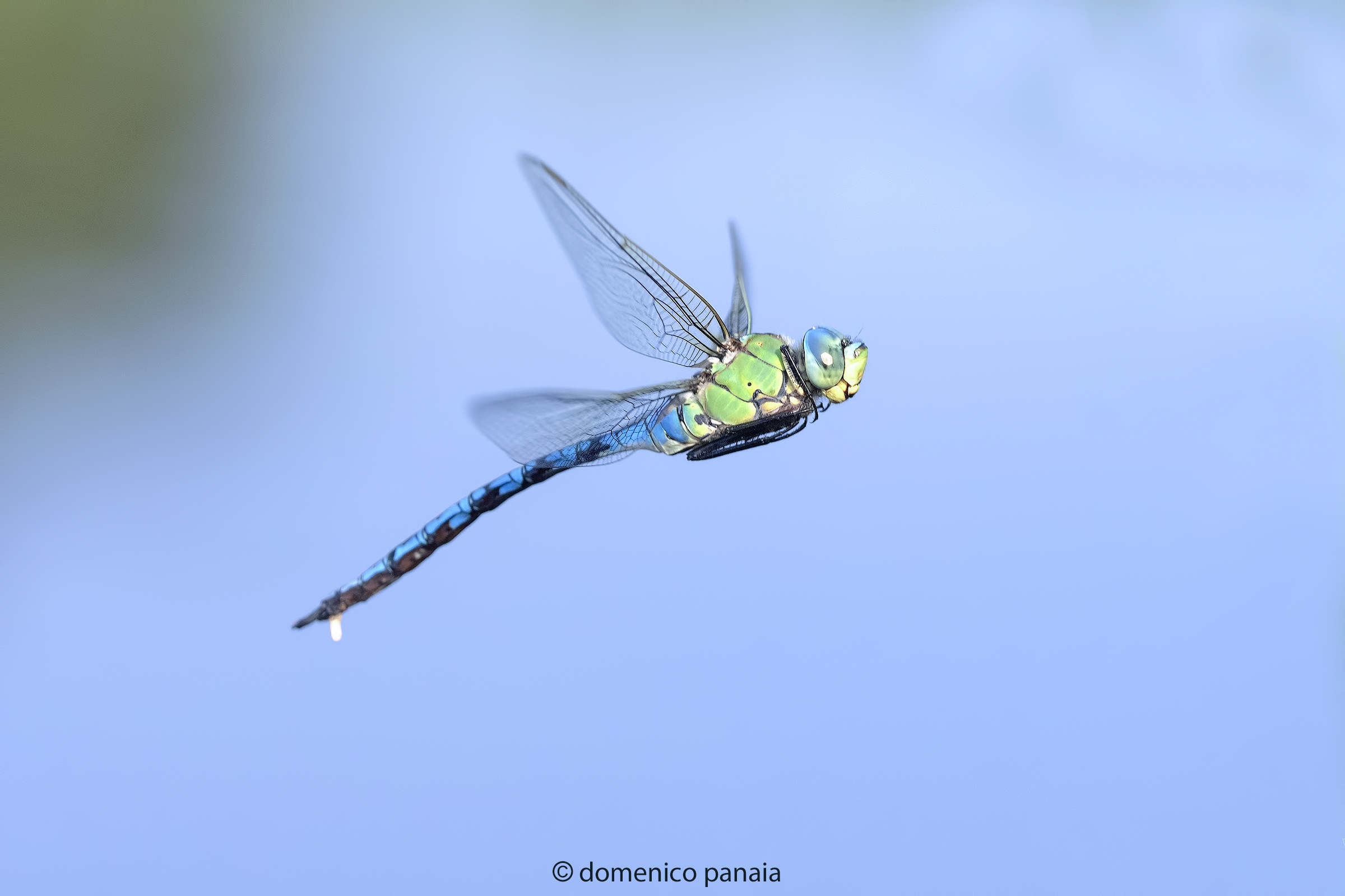 anax imperator