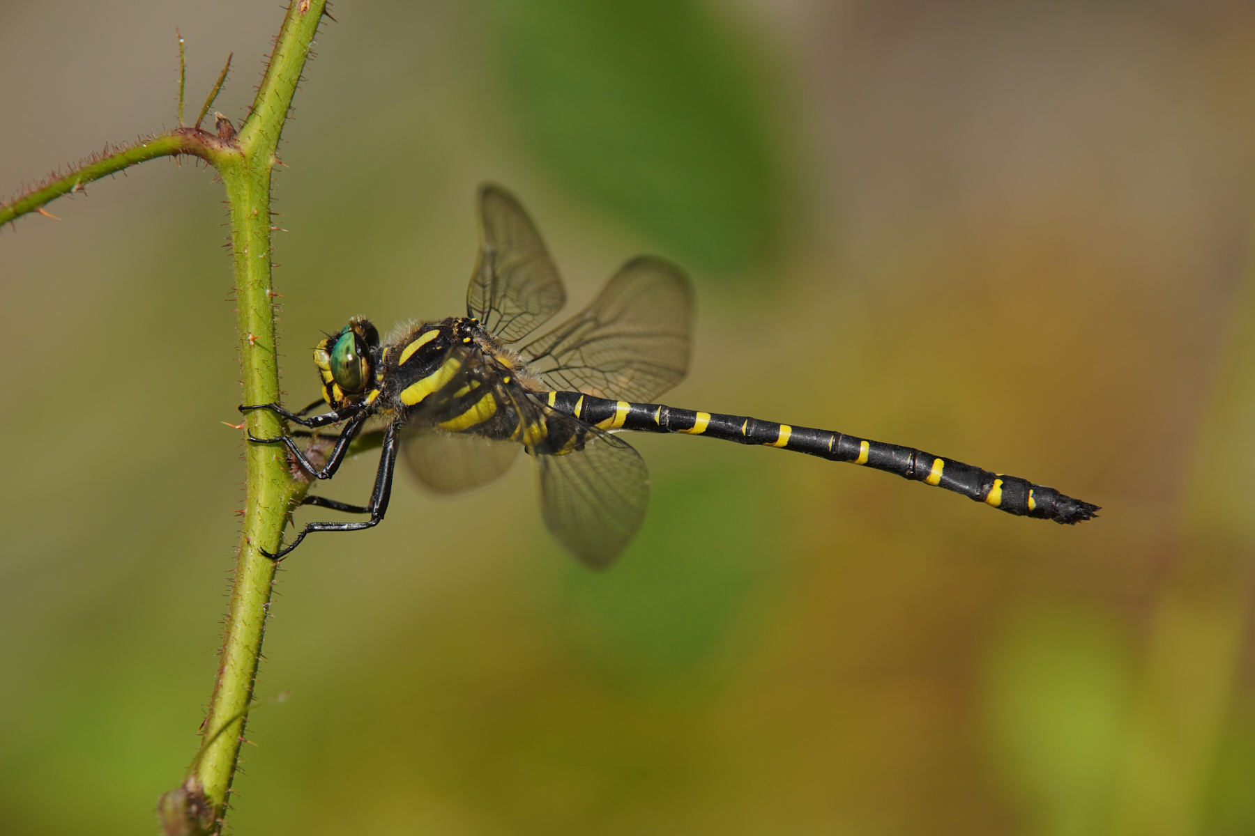 Cordulegaster boltonii