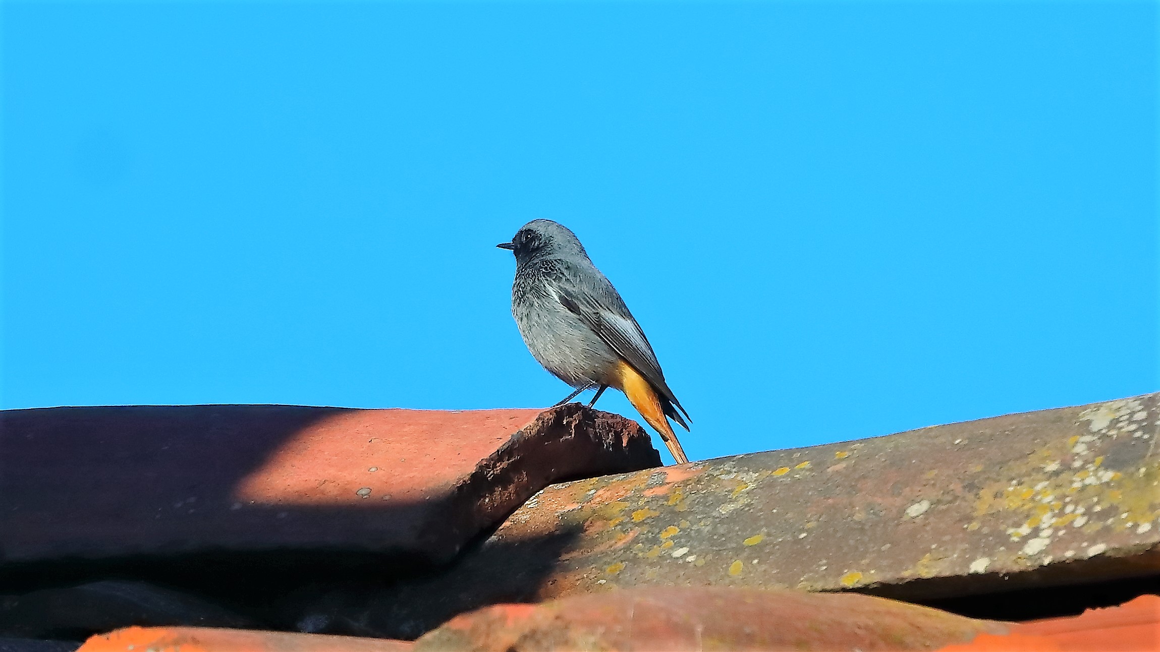 Codirosso s 15 gen 2022 -- 043