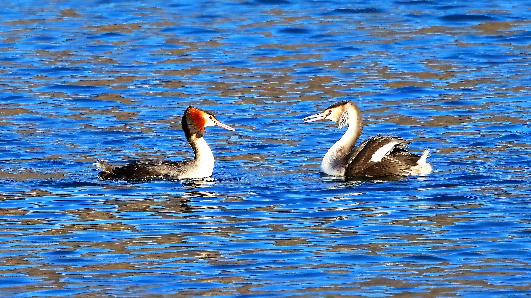 Svassi 15 gen 2022 -- 063