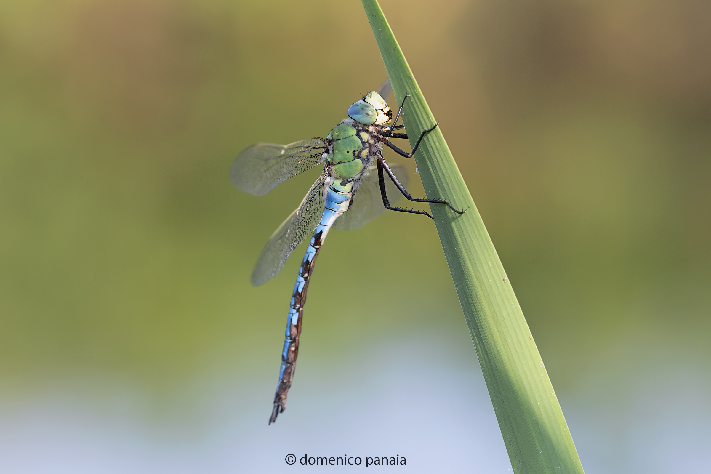 anax imperator