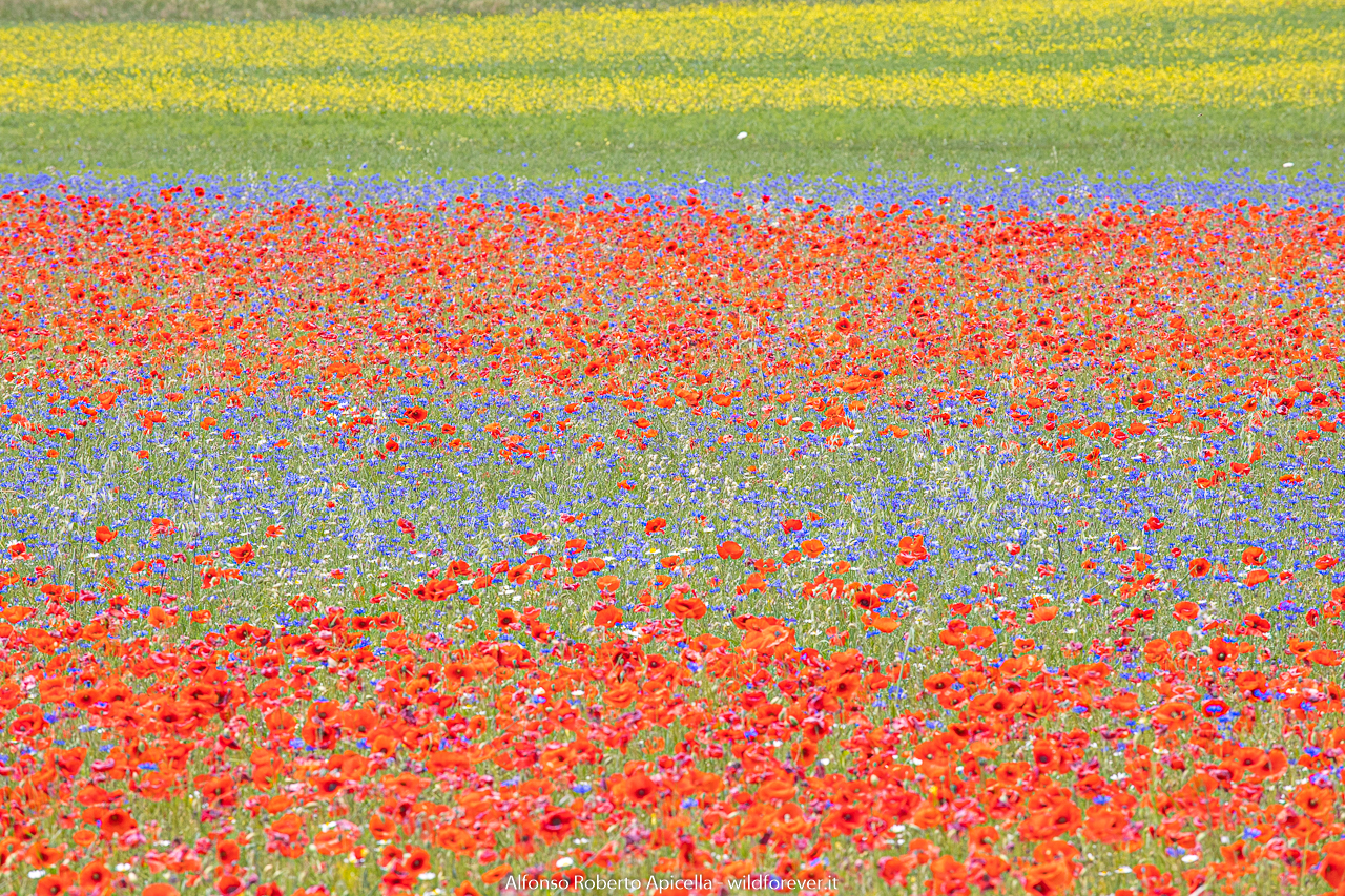 Castelluccio - in the plain of lentils