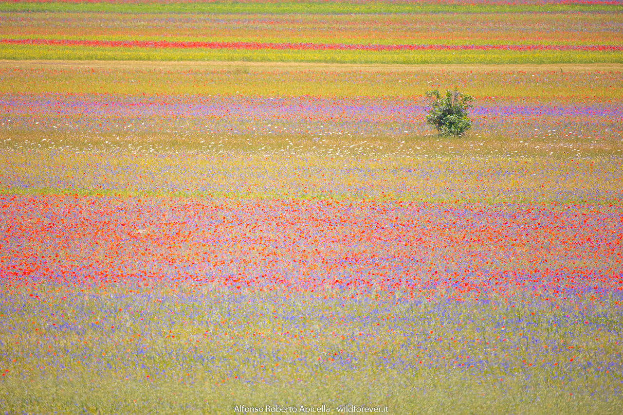 Castelluccio - in the plain of lentils