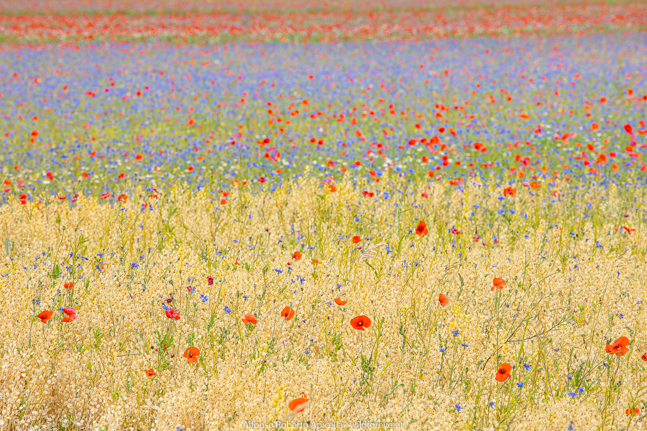 Castelluccio - in the plain of lentils