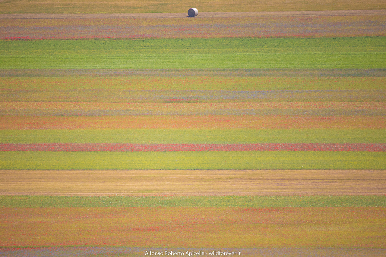 Castelluccio - in the plain of lentils