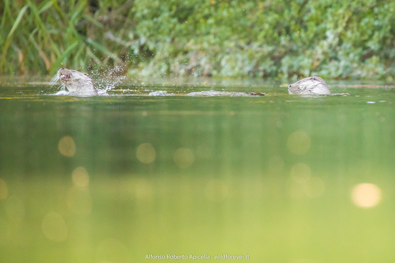 Otters - Sele River - Campania