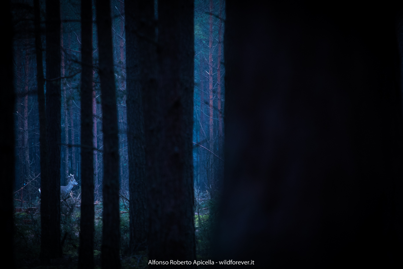 Roe deer - Biebrza - Poland