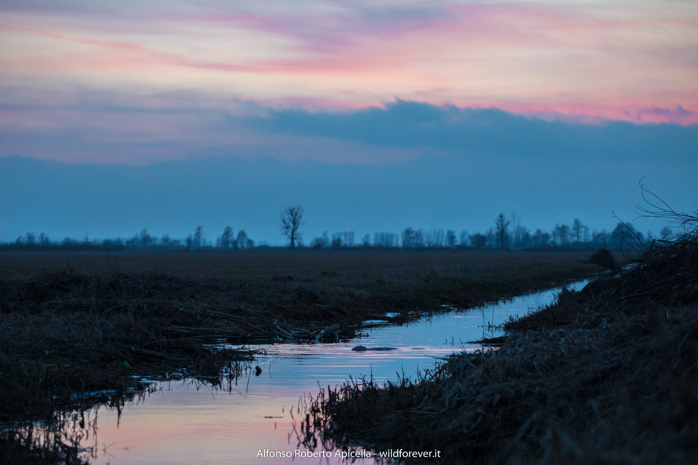 Beaver - Biebrza - Poland