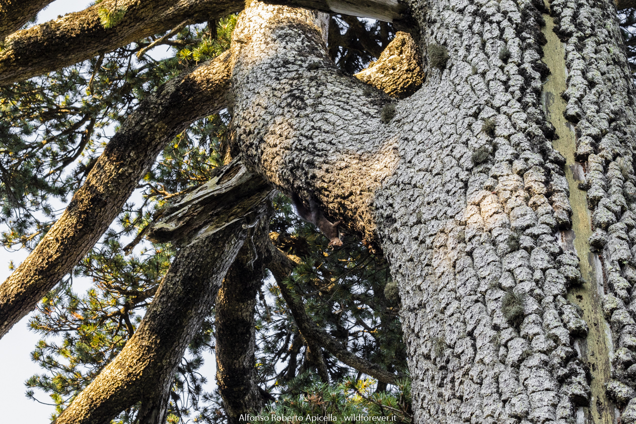Black Squirrel - Pollino National Park
