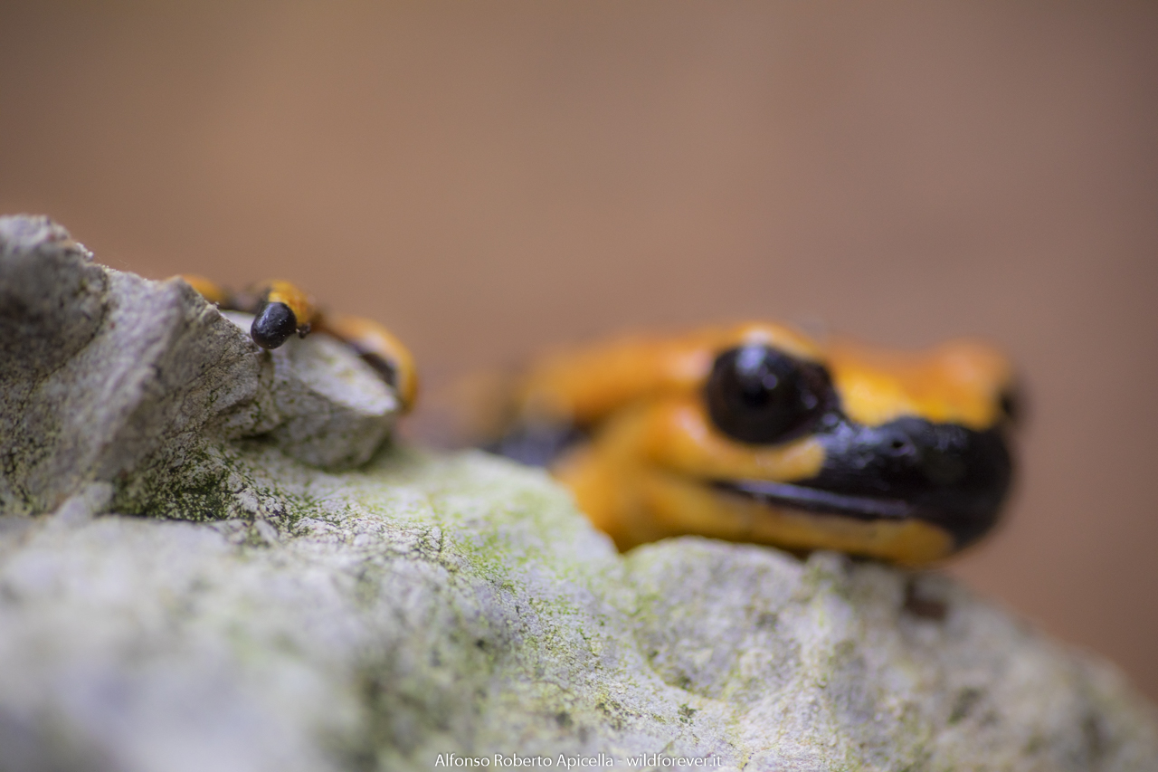 Samandra pezzata - Salerno