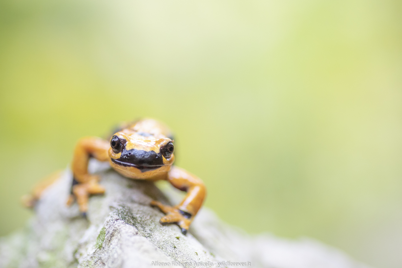 Samandra pezzata - Salerno