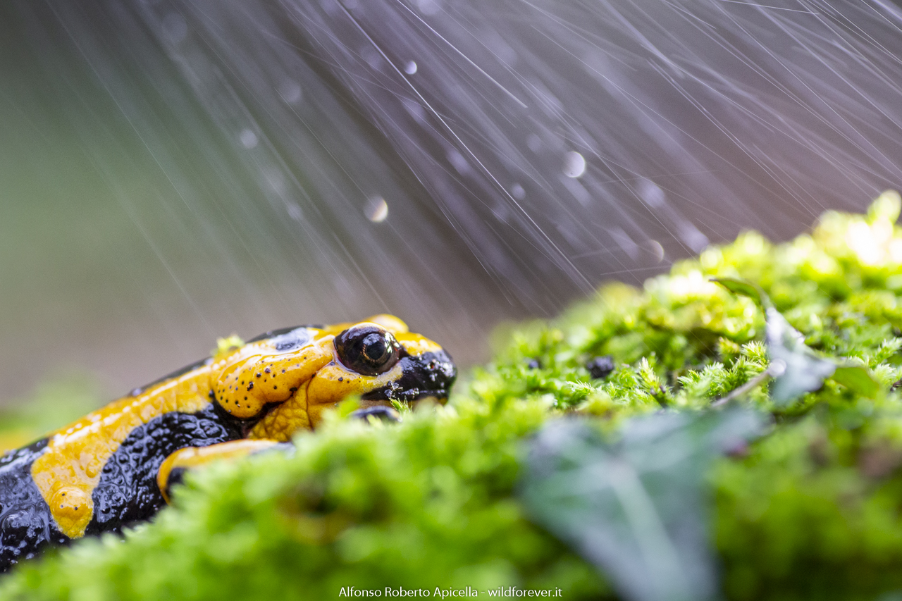 Samandra pezzata - Salerno