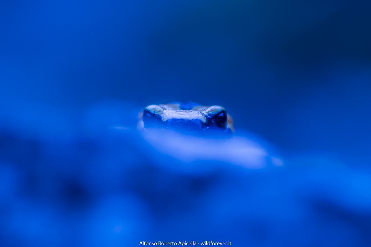 Samandra pezzata - Salerno