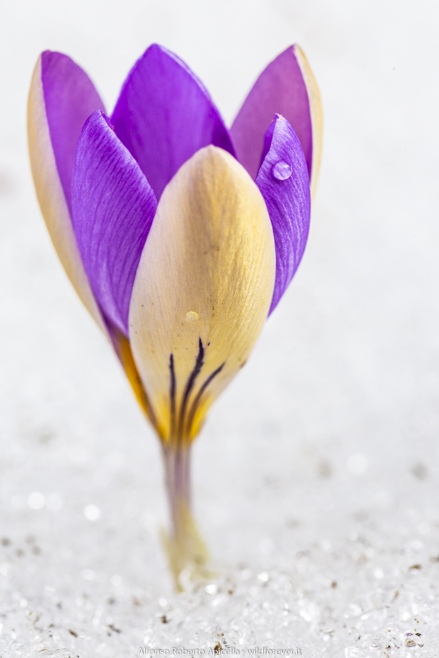 Crocus - Salerno