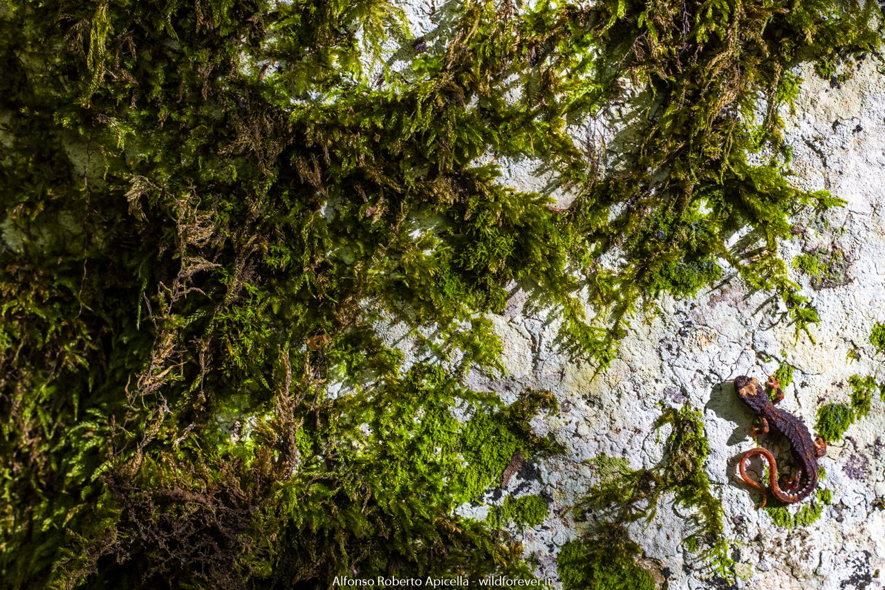 Samandra pezzata - Salerno