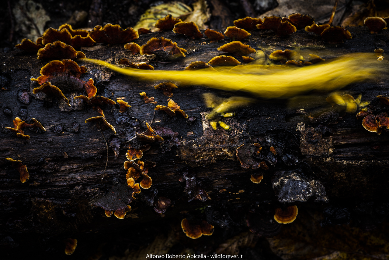 Spotted salamander - Salerno