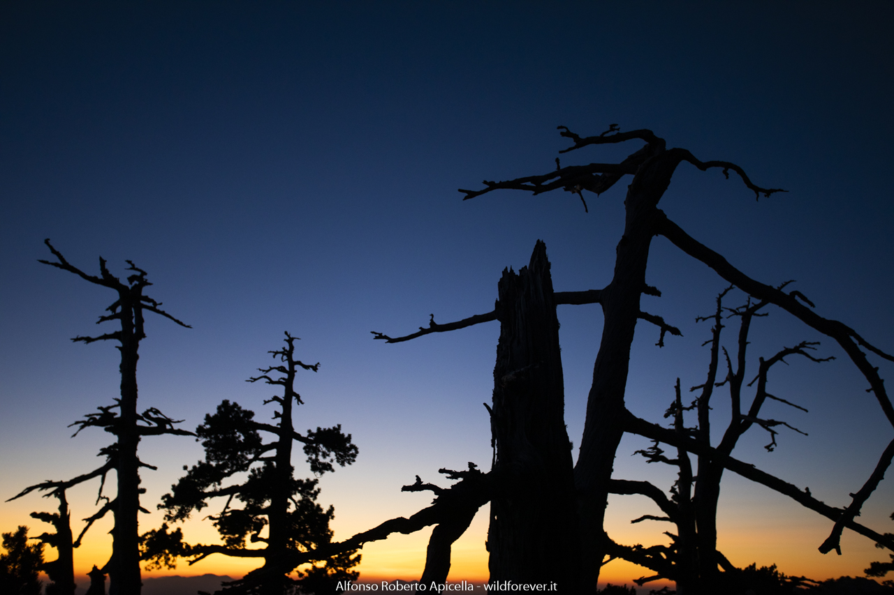 Pini Loricati - Pollino National Park