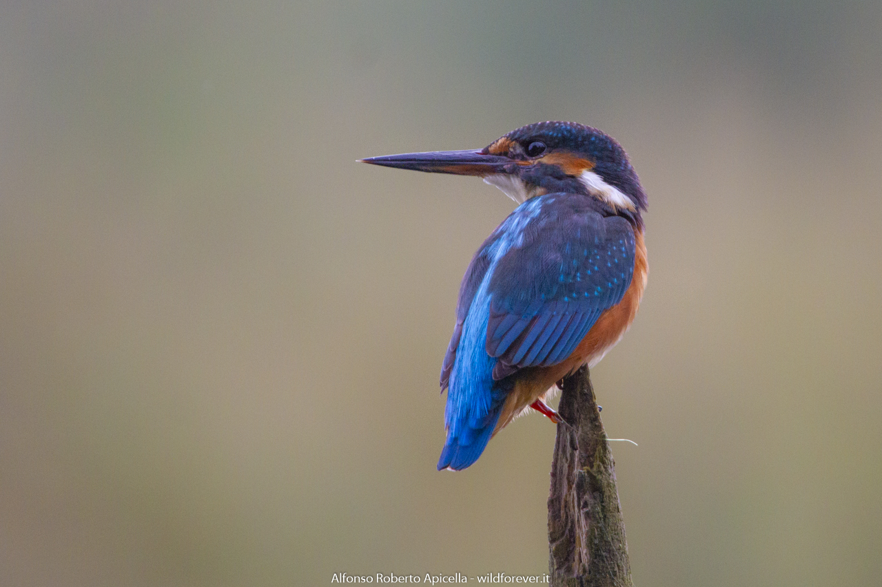 Kingfisher - Sele River