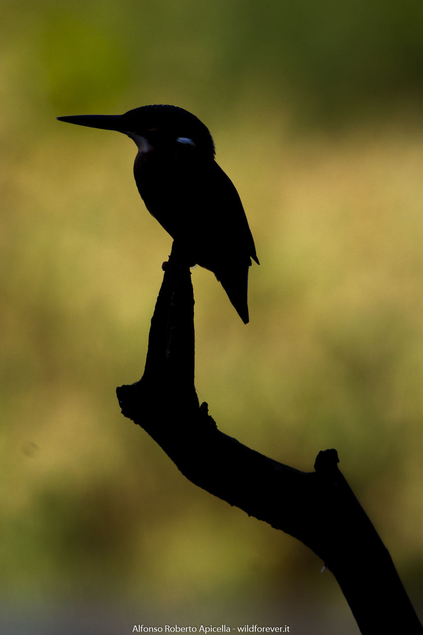 Kingfisher - Sele River