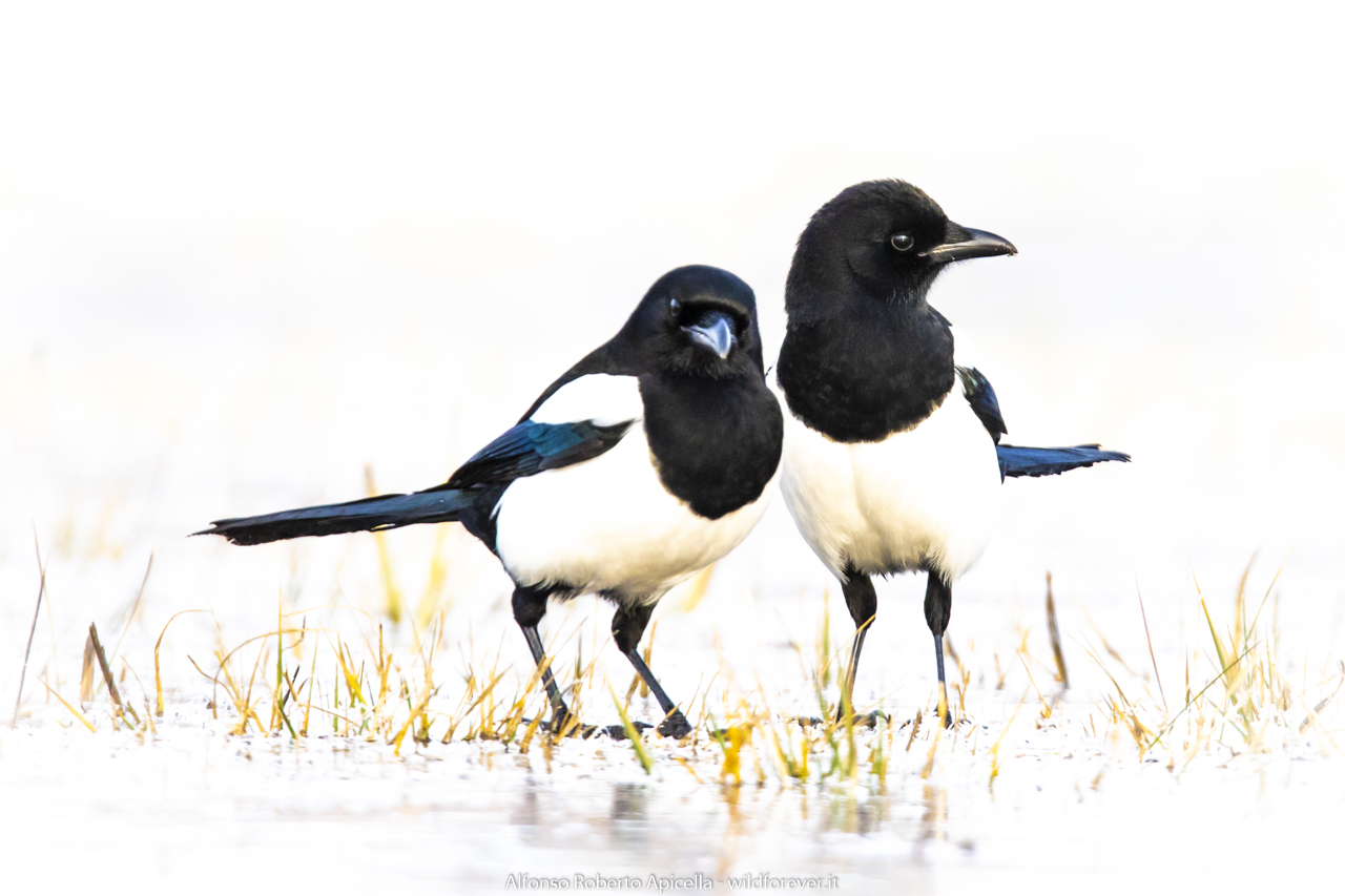 Magpies