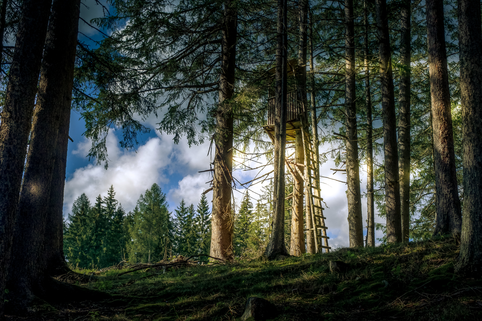 The fairy forest