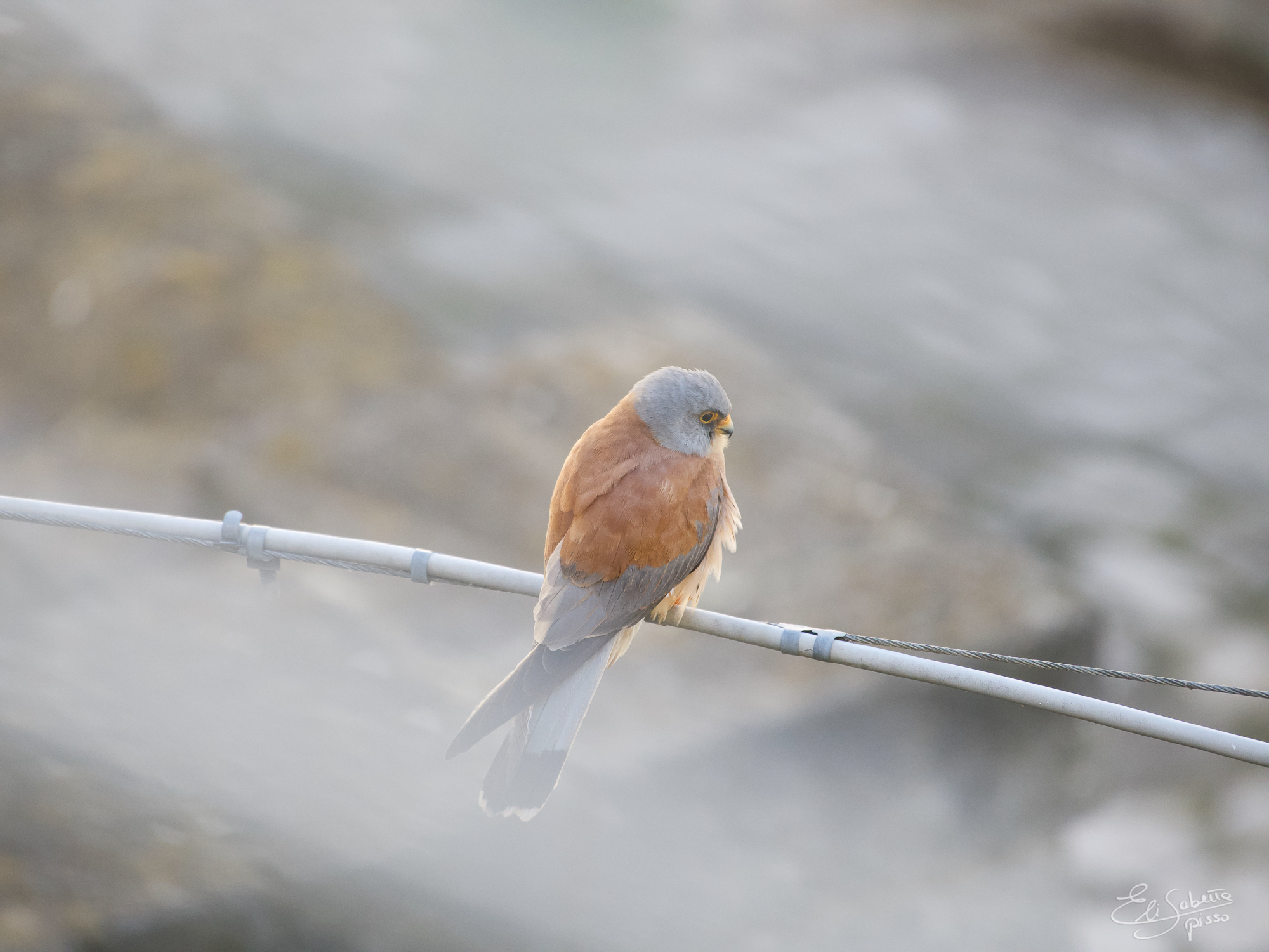 Falco grillaio
