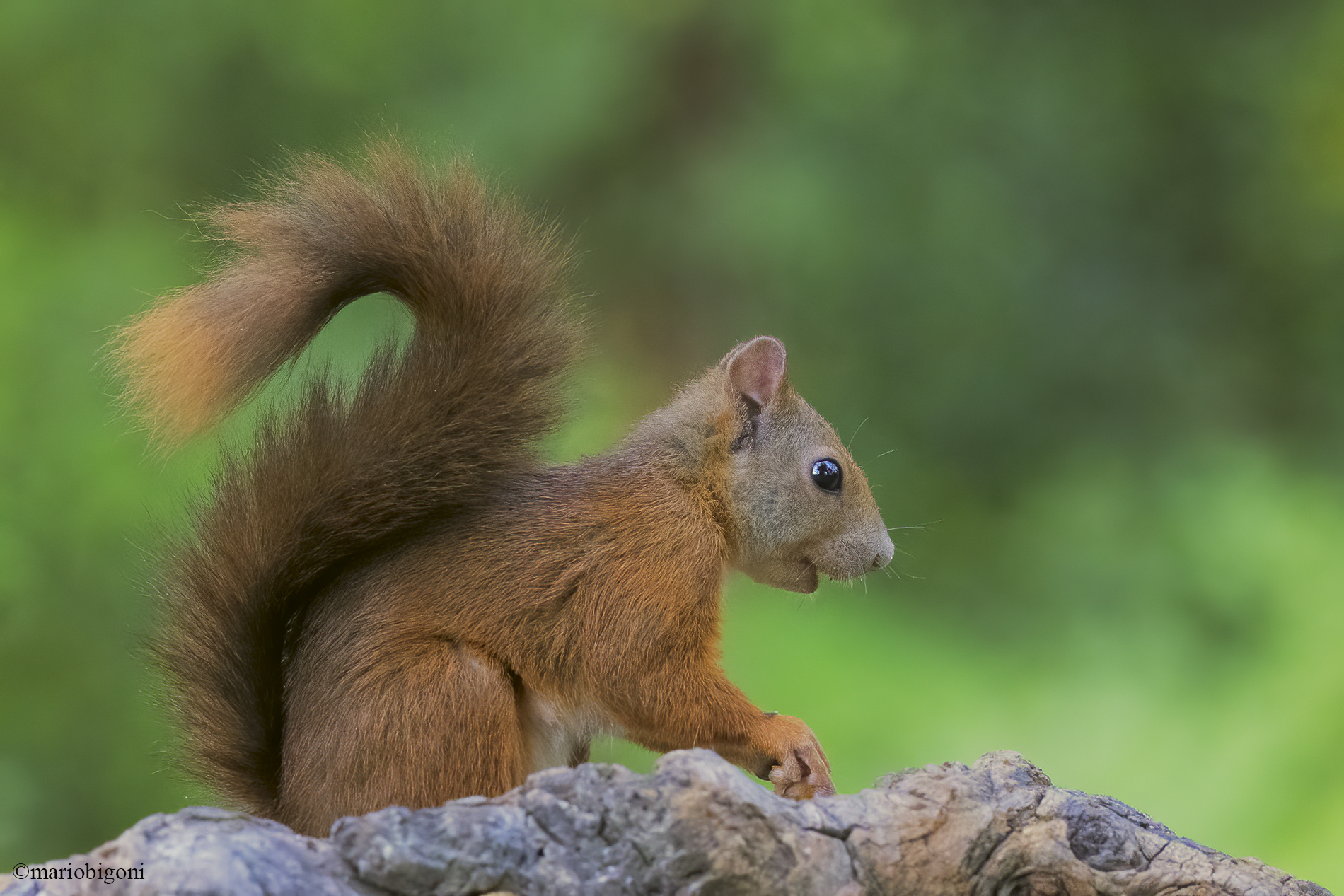 red squirrel