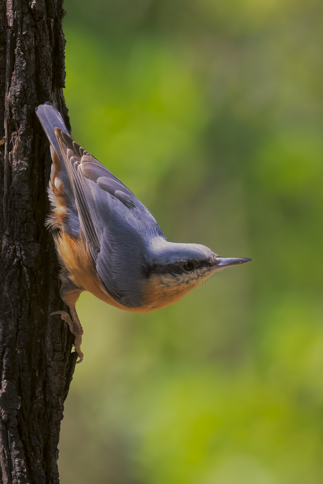 wood nuthatch