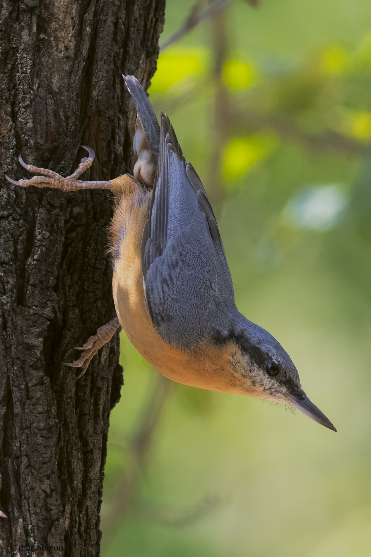 wood nuthatch