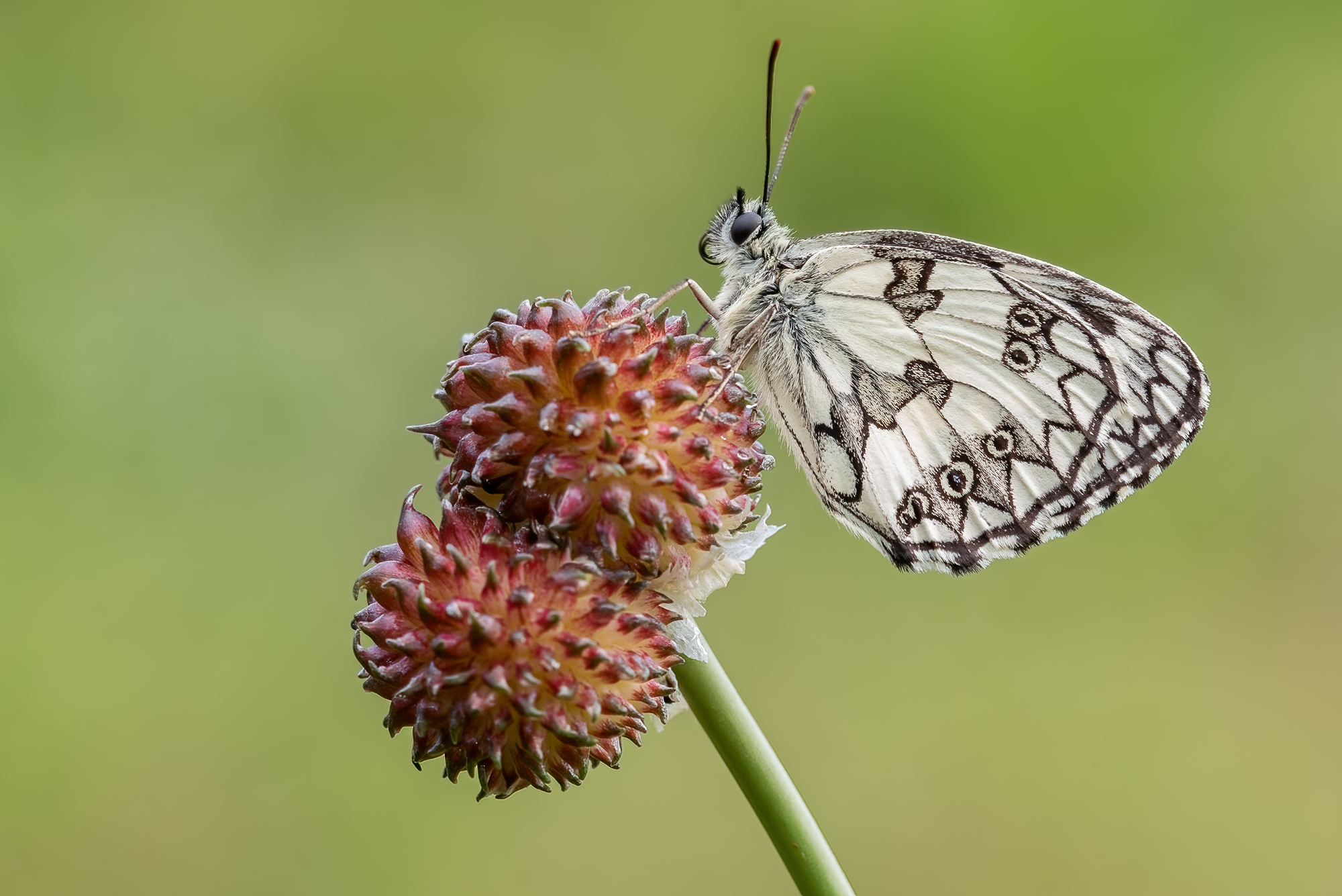 Melanargia galathea