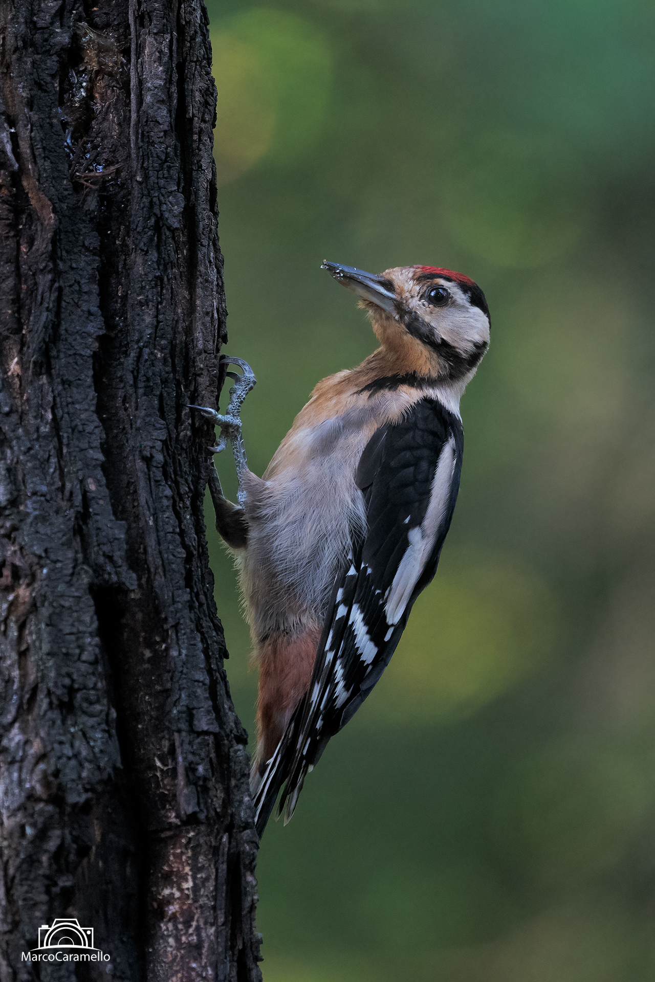 Picchio rosso maggiore