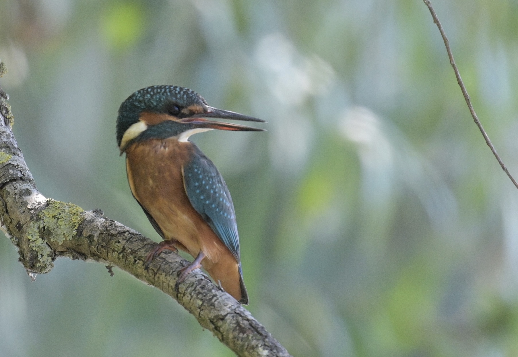 Kingfisher