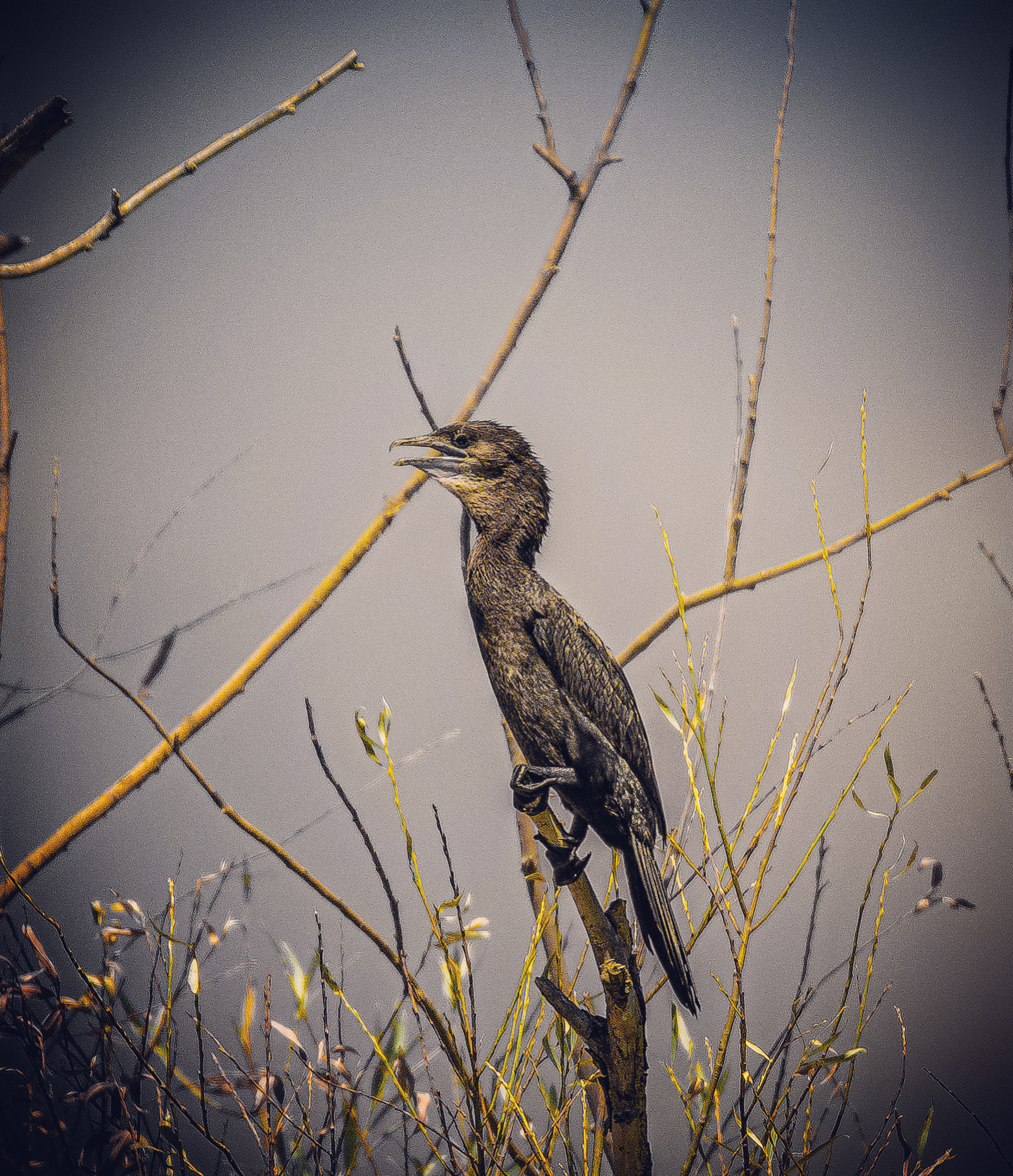Cormorant