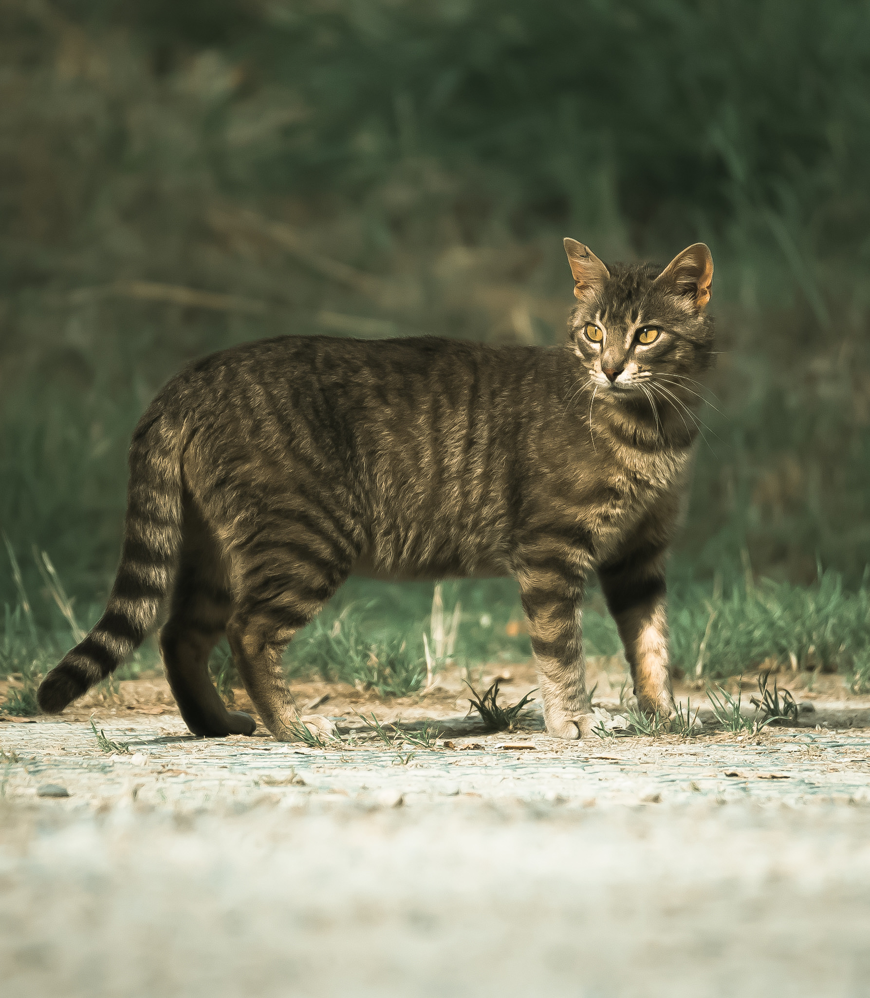 Cat lake of Chiusi
