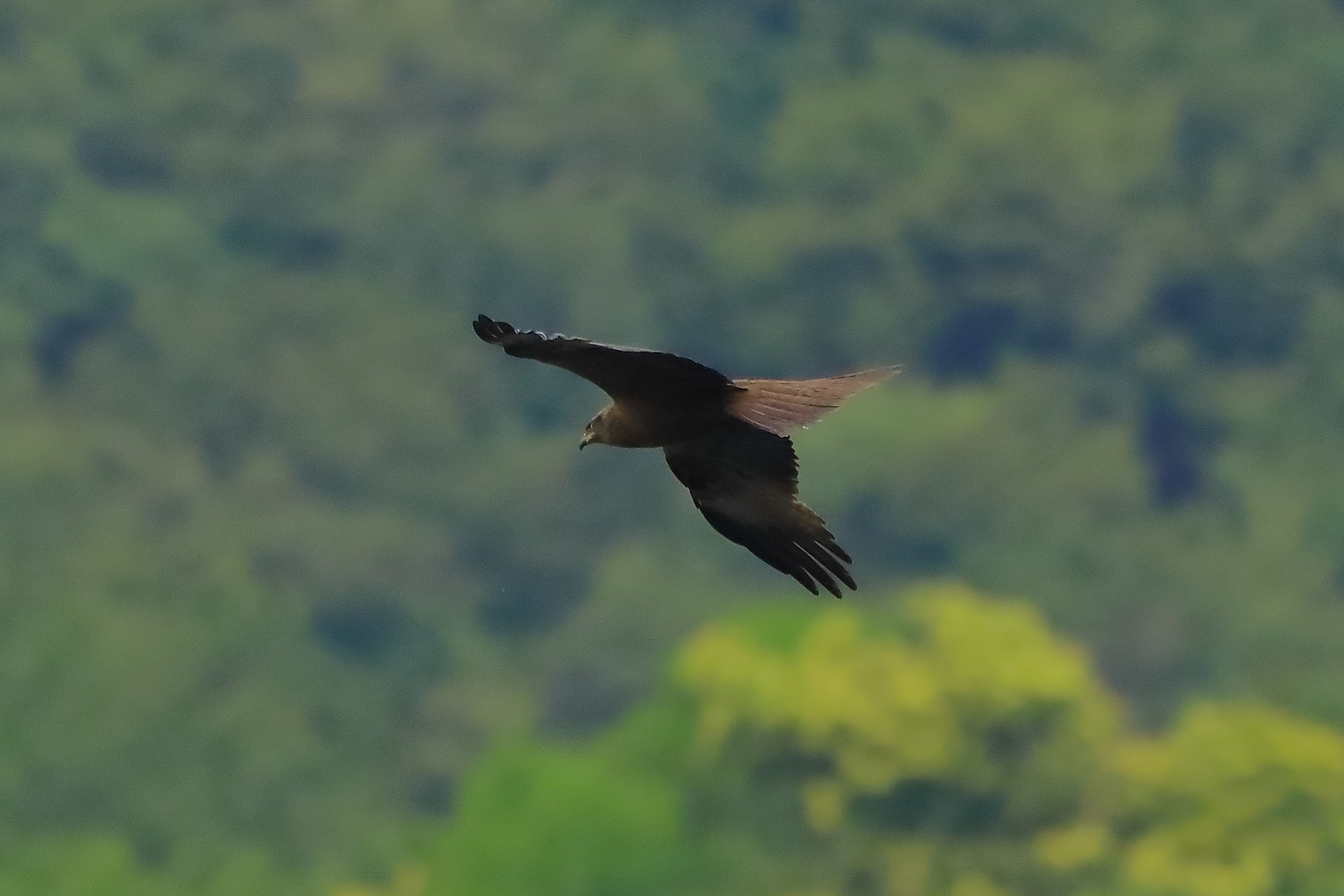 Nibbio bruno 17-06-2022