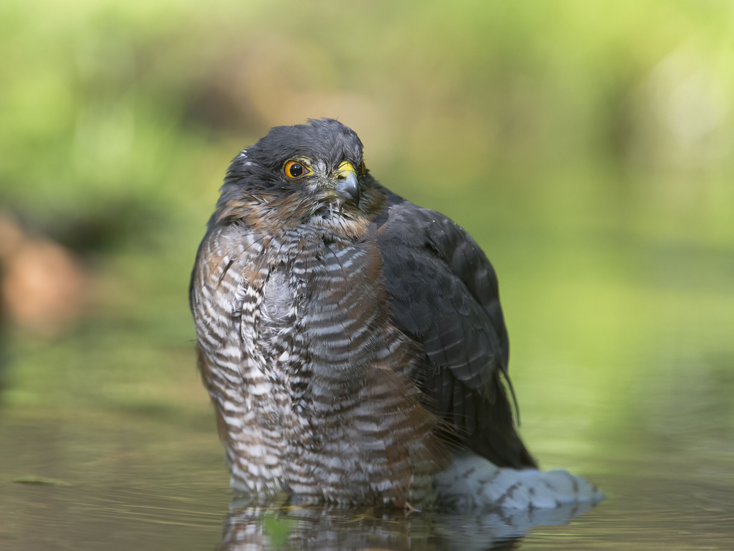 Sparviere (Accipiter nisus)