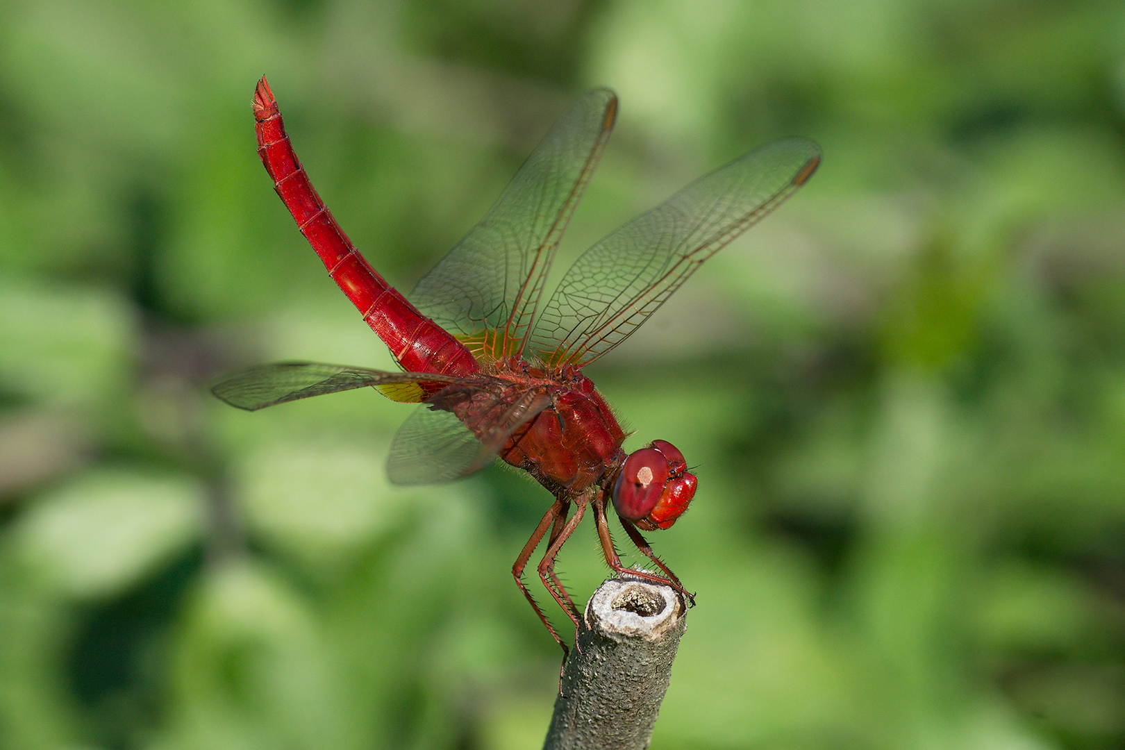 Crocothemis erythraea (male)