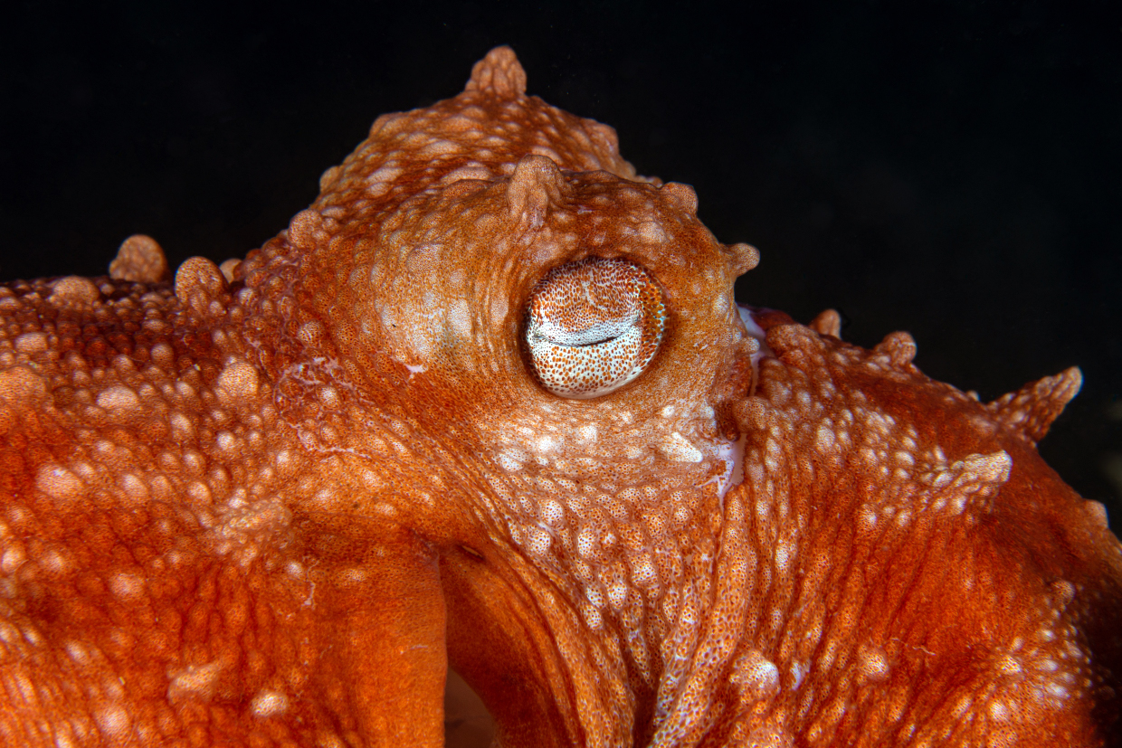 Polpessa